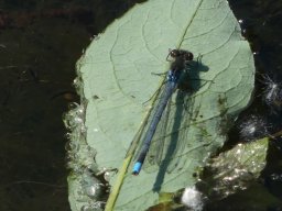 p1020704