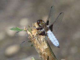 p1020724