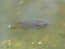 p1020741