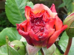 Blumen