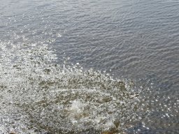 p1000863