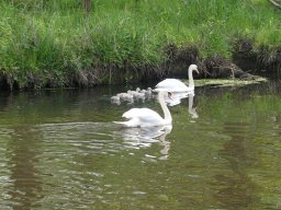 Schwanen Familie