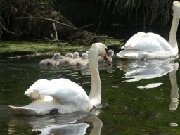 Schwanen Familie