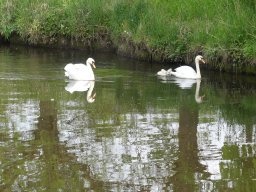 Schwanen Familie