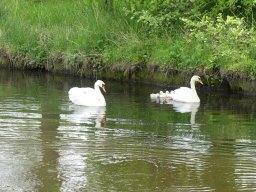 Schwanen Familie