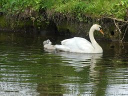Schwanen Familie