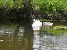 Schwanen Familie