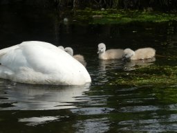 Schwanen Familie