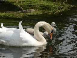 Schwanen Familie