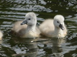 Schwanen Familie