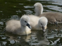 Schwanen Familie