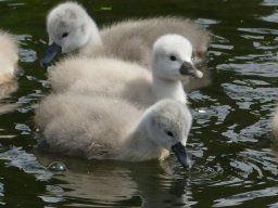 Schwanen Familie