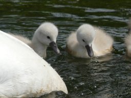 Schwanen Familie