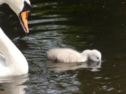 Schwanen Familie