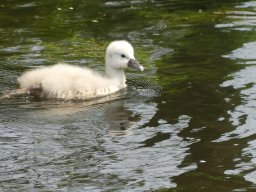 Schwanen Familie