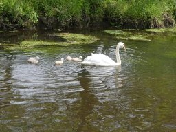 Schwanen Familie