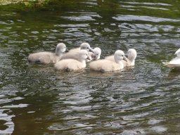Schwanen Familie