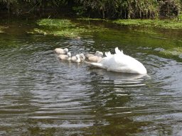Schwanen Familie