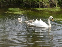 Schwanen Familie